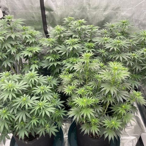 Ethos Cookies R2 growlog timeline photo