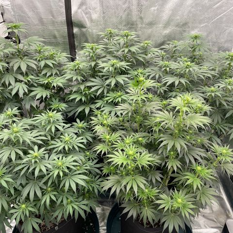 Ethos Cookies R2 growlog photo: Day 14