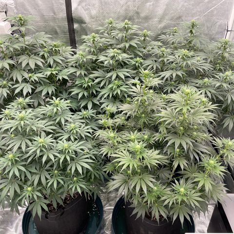 Ethos Cookies R2 growlog timeline photo
