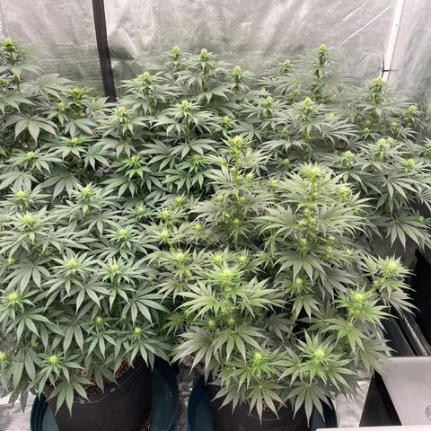 Ethos Cookies R2 growlog photo: three week defoliation