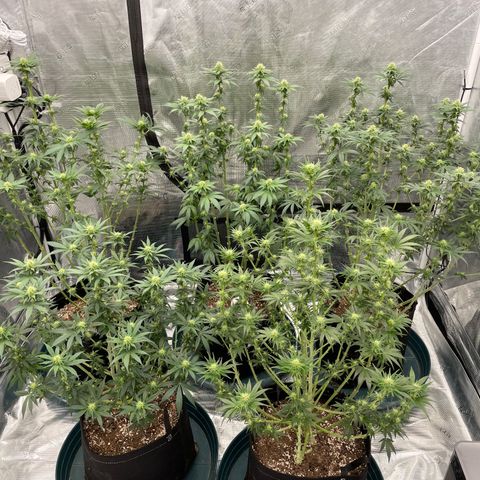 Ethos Cookies R2 growlog photo: three week defoliation