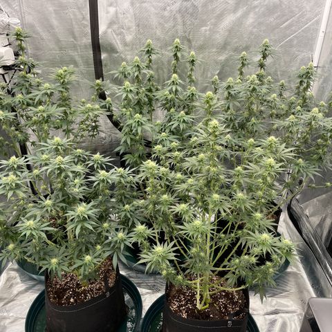 Ethos Cookies R2 growlog timeline photo