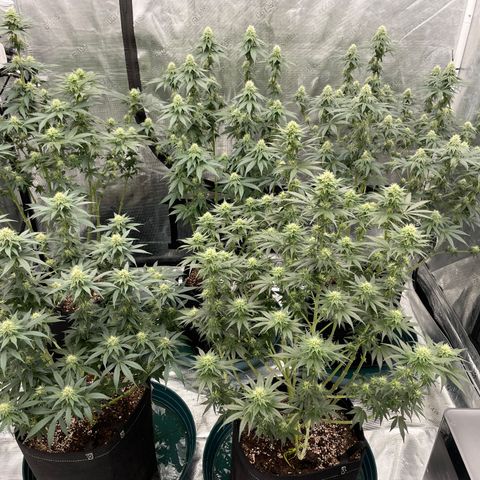 Ethos Cookies R2 growlog timeline photo