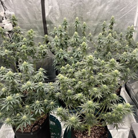 Ethos Cookies R2 growlog timeline photo