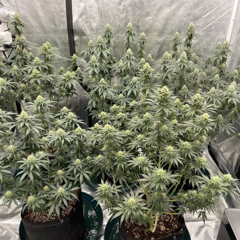 Ethos Cookies R2 growlog timeline photo