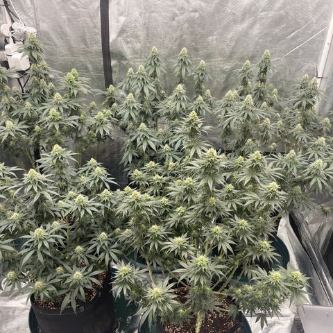 Ethos Cookies R2 growlog timeline photo