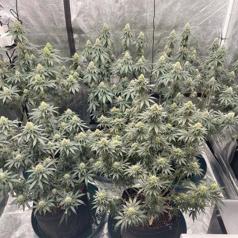 Ethos Cookies R2 growlog timeline photo