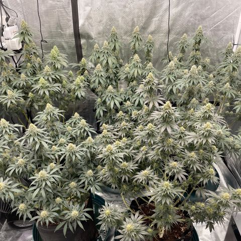 Ethos Cookies R2 growlog timeline photo