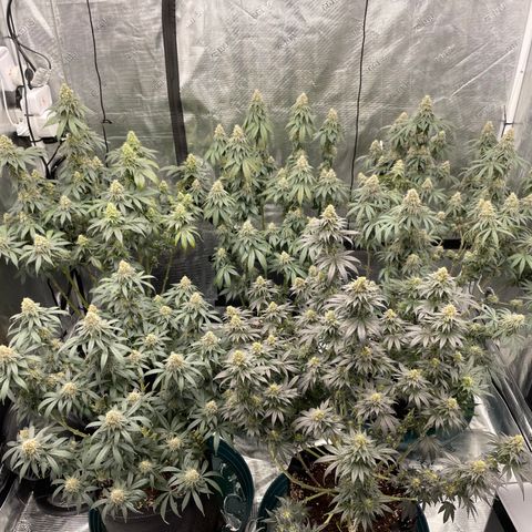Ethos Cookies R2 growlog timeline photo
