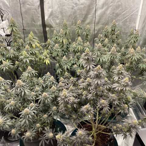 Ethos Cookies R2 growlog timeline photo