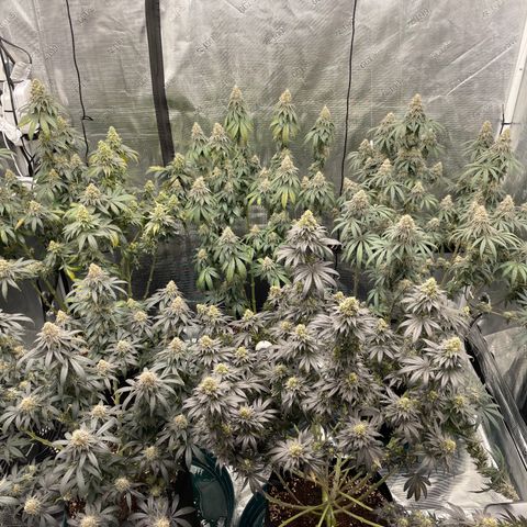 Ethos Cookies R2 growlog timeline photo