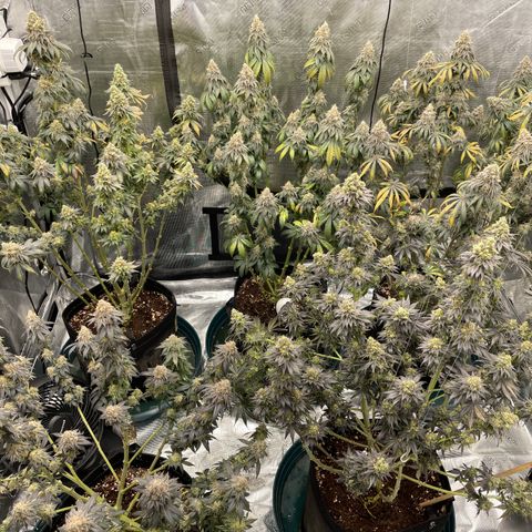 Ethos Cookies R2 growlog timeline photo
