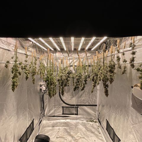 Ethos Cookies R2 growlog timeline photo