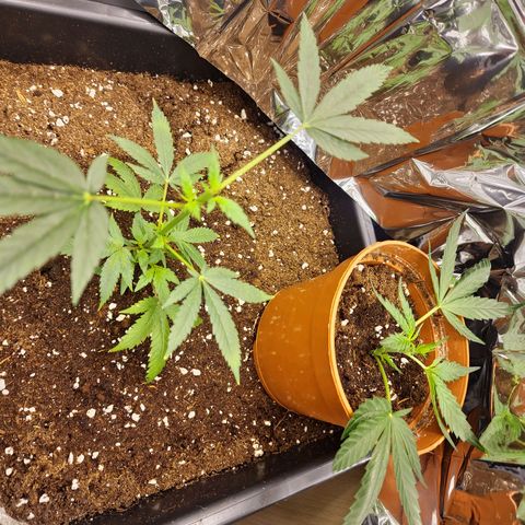 Banana boogie split  growlog timeline photo