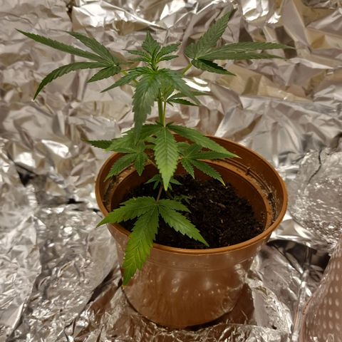 Banana boogie split  growlog timeline photo