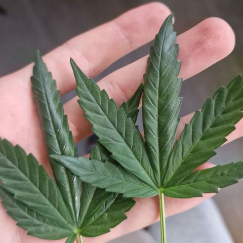 Banana boogie split  growlog timeline photo