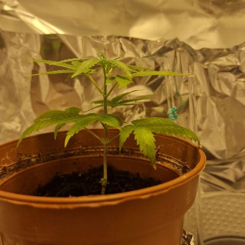 Banana boogie split  growlog timeline photo