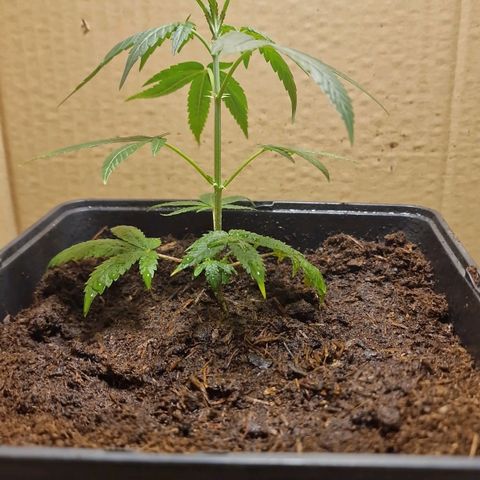 Banana boogie split  growlog timeline photo