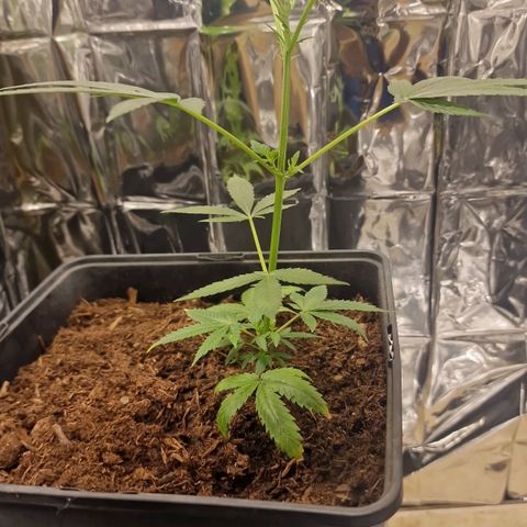 Banana boogie split  growlog timeline photo