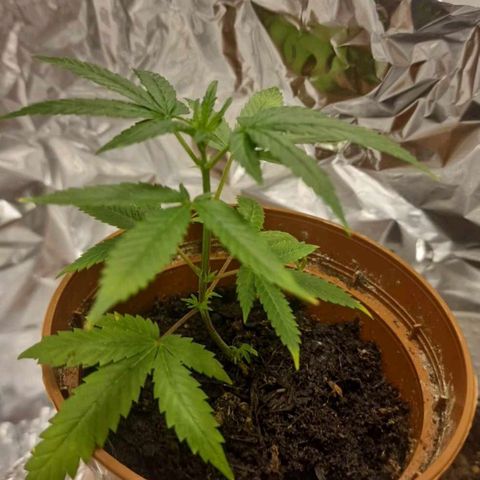 Banana boogie split  growlog timeline photo