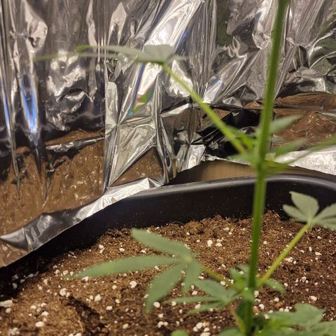 Banana boogie split  growlog timeline photo