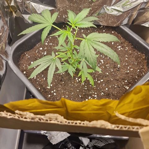 Banana boogie split  growlog timeline photo