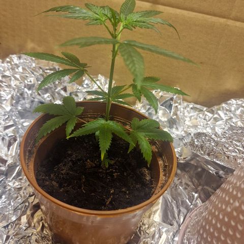 Banana boogie split  growlog timeline photo