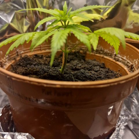 Banana boogie split  growlog timeline photo