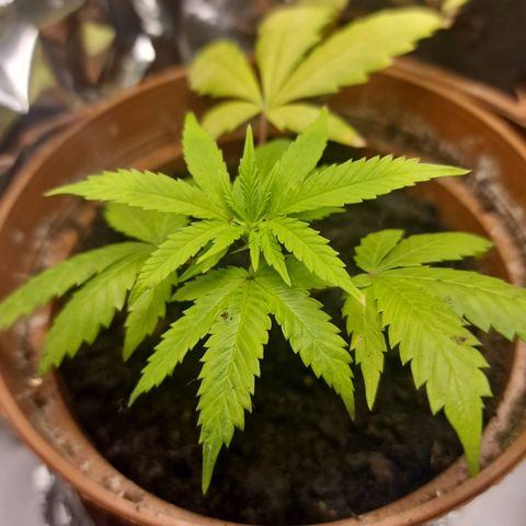 Banana boogie split  growlog timeline photo