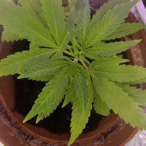 Banana boogie split  growlog timeline photo