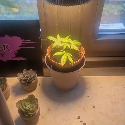 Banana boogie split  growlog timeline photo