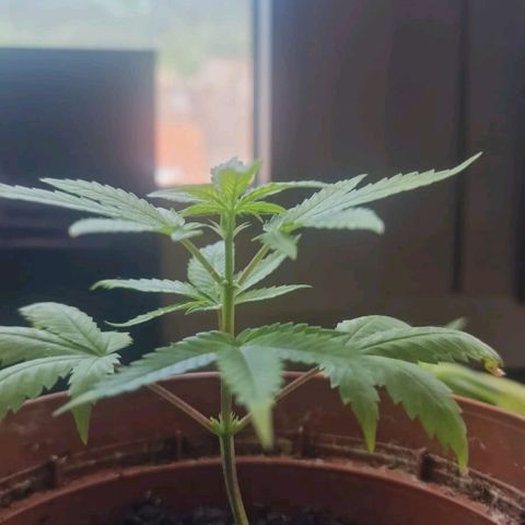 Banana boogie split  growlog timeline photo