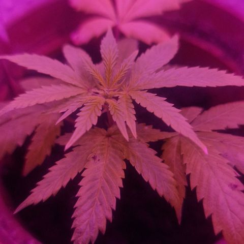 Banana boogie split  growlog timeline photo