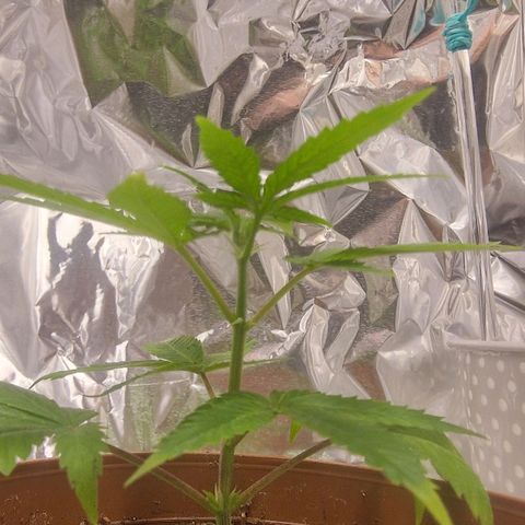Banana boogie split  growlog timeline photo