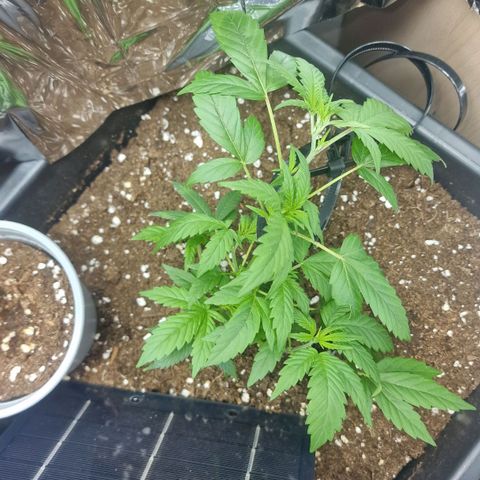 Banana boogie split  growlog photo: Low stress trening 