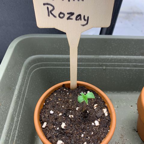 Pink Rozay #1 growlog timeline photo