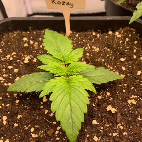 Pink Rozay #1 growlog timeline photo