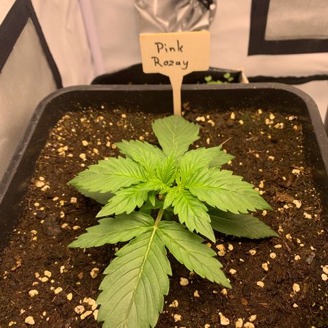 Pink Rozay #1 growlog timeline photo