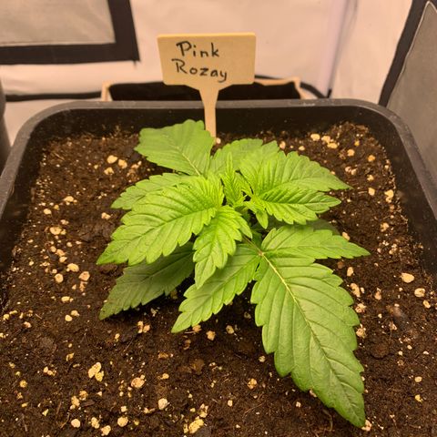Pink Rozay #2 growlog timeline photo