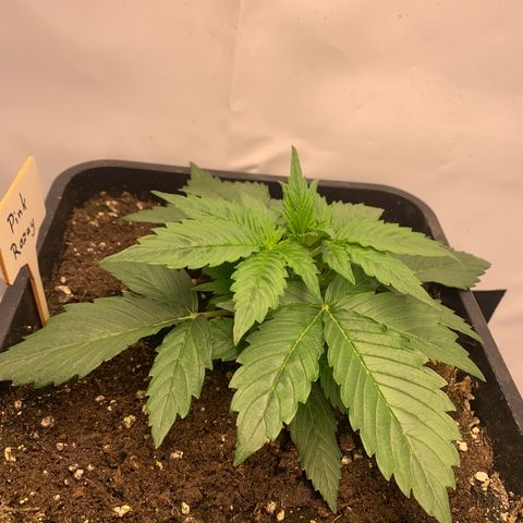 Pink Rozay #1 growlog timeline photo
