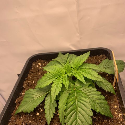 Pink Rozay #2 growlog timeline photo