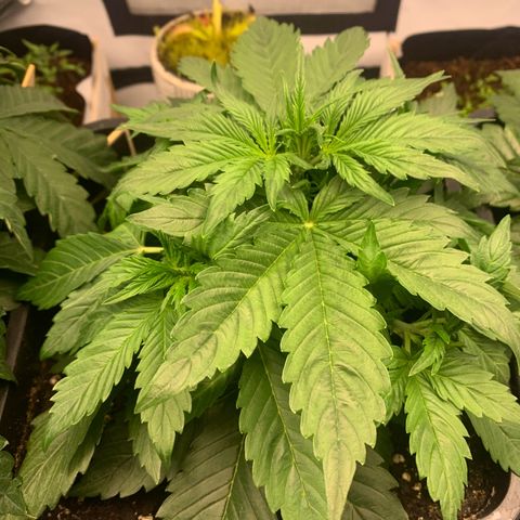 Pink Rozay #1 growlog timeline photo