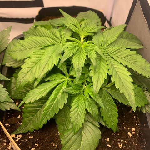 Pink Rozay #2 growlog timeline photo