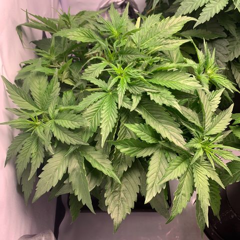 Pink Rozay #1 growlog timeline photo