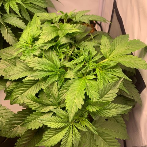 Pink Rozay #2 growlog timeline photo