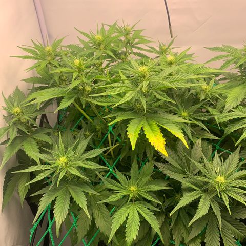 Pink Rozay #1 growlog timeline photo