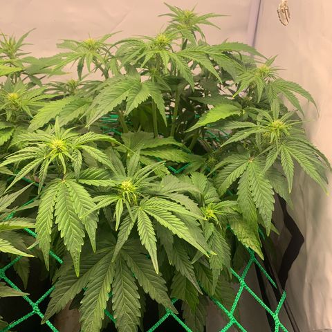 Pink Rozay #2 growlog timeline photo