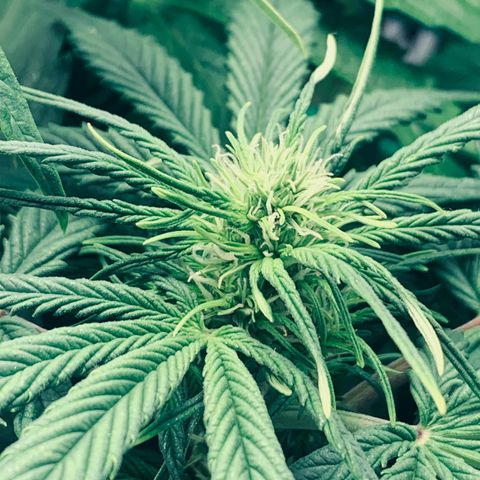 Pink Rozay #2 growlog timeline photo
