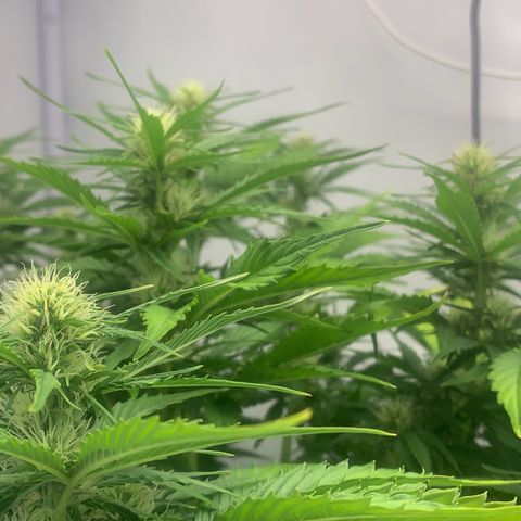 Pink Rozay #1 growlog timeline photo