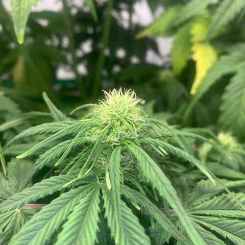 Pink Rozay #2 growlog timeline photo